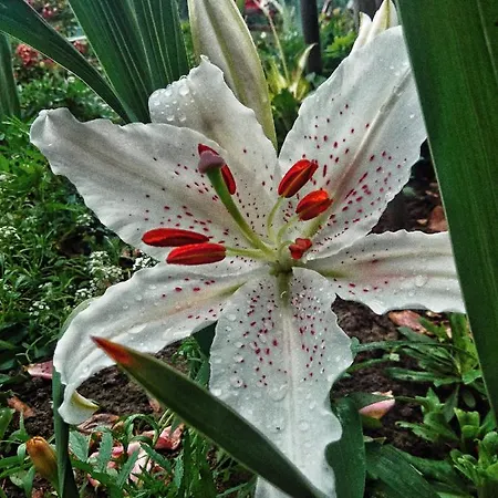Agropensiunea Tarina *